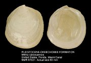 PLEISTOCENE-OKEECHOBEE FORMATION Miltha caloosaensis